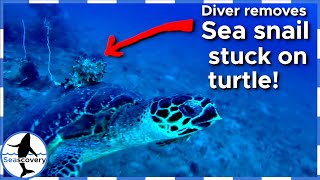 Sea turtle with snail stuck on its back asks diver for help