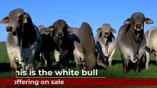 Introducing the white / Grey Brahman bull race at Kroonvee Brahmans farm