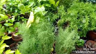 Green green jungle look of my garden(urdu Hindi)