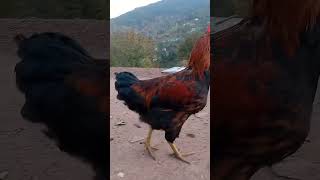 🐓#desimurga #rooster #aseel #youtubeshorts #viral #shorts