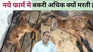 नये फार्मो पर बकरिया अधिक क्यों मरती है |New Goat Farm |Bakri Ki Bimariya|Vimalumrao