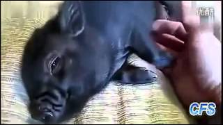 Funny animals collection baby pigs part 1