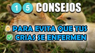 ✅🐥 15 consejos evitar que pollitos se enfermen #POLLITOS #ENFERMEDADES #CRIASSANAS