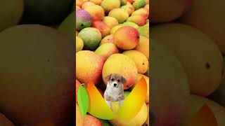 Apple manggo with miggy puppy #amazing #funnyvideo #funplay #trending #fyp  #shorts