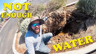 Not Enough Water | Plant Watering Mistakes