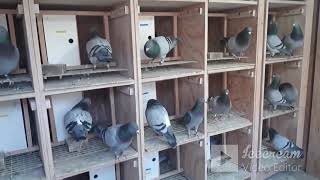 Gołębie Pocztowe Racing Pigeons 2022 UK -  Lot nr.11 i koniec sezonu