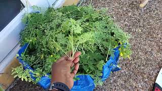 Improvise, Adapt, & Overcome: Moringa as a hay alternative??? 10/21/21