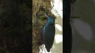 Sunbird Feeding Insects To Her Babies