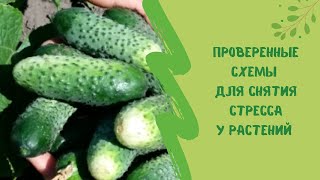 Проверенные схемы  для снятия стресса у растений