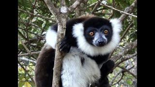 Lemur Island, Mantadia, Madagascar