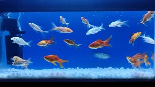 Beutiful Fishing Moment| Goldfish Koi Carp| Easy & plain Aquarium Decoration