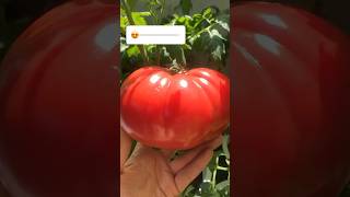 My Tomato 🍅 #tomatoes #tomaten #tomatenpflanze #mygarden #mygardenlife #meingarten #todayshorts