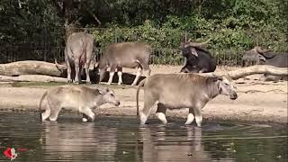 Erfrischung im Wasser: Jungtiere der Kerabaus im Tierpark Berlin baden