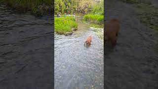 Just a happy water dog!