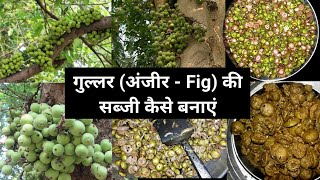 Fig (अंजीर) की सब्जी कैसे बनाते हैं