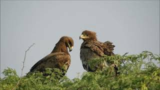 steppe eagle