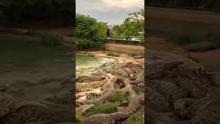 Breading food to crocodile ! #crocodile