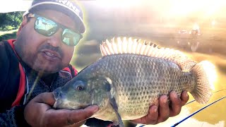 até a família japoneses tão  pescando com o chicote dupla ação ,pescaria de tilapias  roda viva.