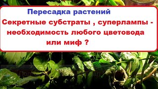 Пересадка растений //Секретные  субстраты , суперлампы и т. д .-   необходимость цветовода или миф ?