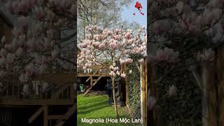 Magnolia (Hoa Mộc Lan)