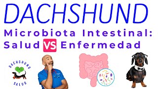 MICROBIOTA DE TU PERRO SALCHICHA: SALUD VS ENFERMEDAD