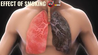 Effect of smoking 🚬🚭   [3danimation] ##sciencefacts #animation