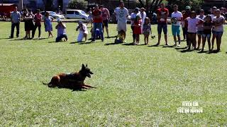 Será que o CÃO POLICIAL se desconcentrou com o latido da CADELINHA   Foz do Iguaçu