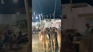 Bakra Eid 2024||qurbani||Cow||mandi wali video