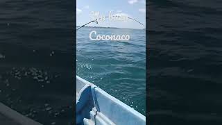 pesca de Pargo coconaco