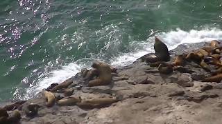 Sea Lions Outside - Sea Lion Caves - Florence, Oregon