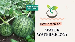 🍉🍀 Gardening 101: How Often to Water Watermelon for Perfect Harvest