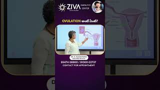 Ovulation అంటే ఏంటి? | What is Ovulation In Telugu | Dr C Suvarchala | Ziva Fertility