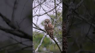 A barred owl and I spent a moment together. #owl #wildlife #nature #120fps