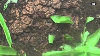 Leaf-cutter ants (Atta cephalotes) [HD]