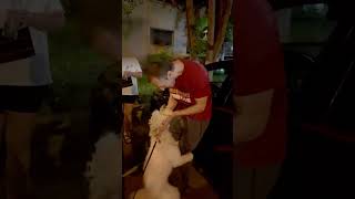 Humping doggo