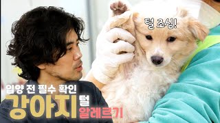 입양 전 필수 시청!!💥강아지 털 알레르기 확인법!🐶ㅣ수의사가 말해주는 ✅만초의법칙 : 강아지 입양 전 EP.6