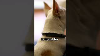 Decoding Bizarre Dog Behaviors #dog #dogs #shorts #dogvideos