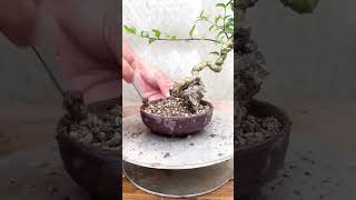 Cách trồng cây hồng ngọc mai #bonsai #gardening #plant #garden