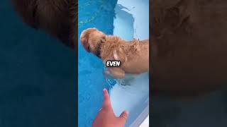 Dog Goes For A Swim💖