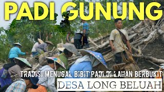 CARA BERLADANG PADI GUNUNG MASYARAKAT DAYAK DESA LONG BELUAH KALIMANTAN UTARA