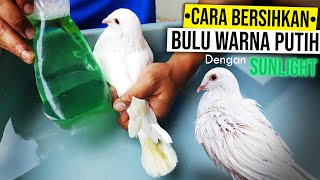 CARA MEMBERSIHKAN BULU MERPATI PUTIH