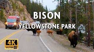 Bison Traffic in Yellowstone National Park || 4k Driving Video