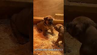 Beautiful 5 week old Authentic Boerboel Puppies playing around after Lunch time #boerboel #mastiff