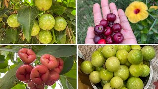 Visiting my village 😊Harvesting fruits and flowers 🌸🌺🌼🌹