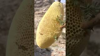 Have You Ever.Seen This Before? #honeycomb #honey #nature #satisfying #Food #Foodie