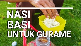 CARA BUDIDAYA IKAN GURAME DI KOLAM BETON - NASI BASI UNTUK PEMBUATAN PROBIOTIK