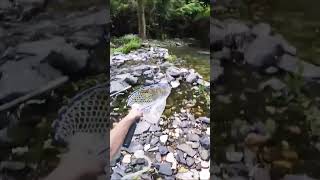 Catch on the fly - creek trout spinning #shorts #viral #viralshorts #youtubeshorts #youtube #fishing