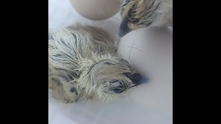 Silkie Eggs Hatching