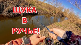 ЩУКА В РУЧЬЕ! Ловля щуки весной на спиннинг на микро речке.