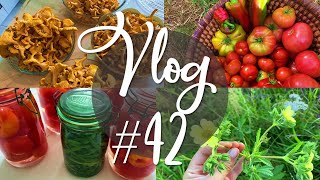 Vlog #42 - Dernier vlog : récoltes, bocaux et focus sur les fleurs de prairie